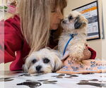 Small #1 Shih Tzu
