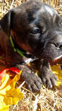 Medium Photo #1 Olde English Bulldogge Puppy For Sale in METROPOLIS, IL, USA
