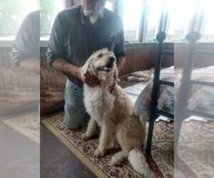 Goldendoodle Dog for Adoption in EVERETT, Pennsylvania USA