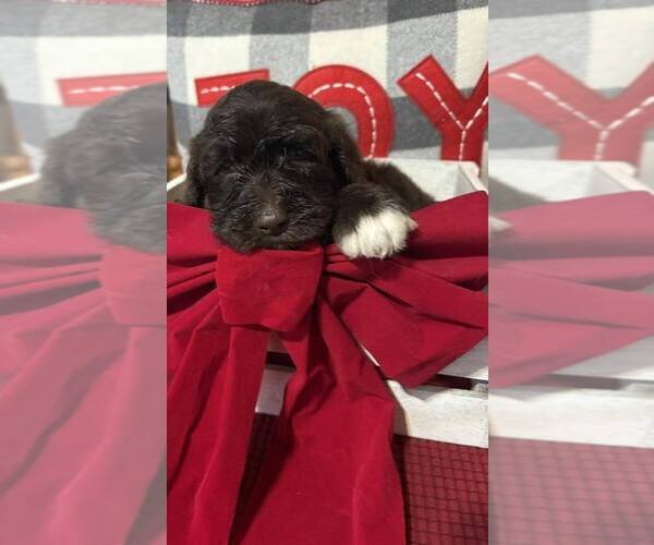 Medium Photo #1 Bernedoodle Puppy For Sale in DUNNELLON, FL, USA