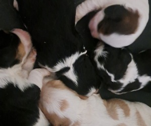 Cavapoo Puppy for sale in HICKORY, NC, USA