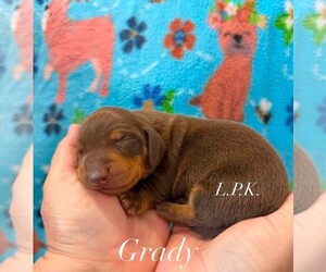 Dachshund Puppy for sale in WINNSBORO, LA, USA