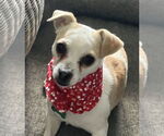 Small #5 Chihuahua Mix
