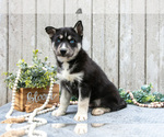 Small #2 Siberian Husky