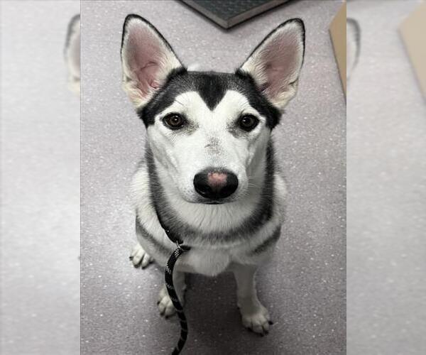Medium Photo #1 - Mix Puppy For Sale in Tracy, CA, USA