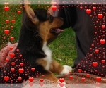Small Photo #3 Pembroke Welsh Corgi-Scottish Terrier Mix Puppy For Sale in GREELEY, CO, USA