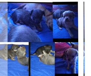 Chihuahua Puppy for sale in GAFFNEY, SC, USA