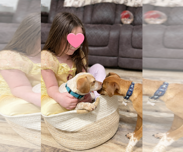 Medium Photo #9 Chihuahua-Unknown Mix Puppy For Sale in Westwood, NJ, USA