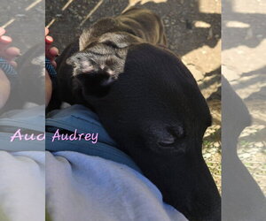 Audrey - Female Mutt Dog for Adoption - Photo #4