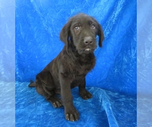 Labradoodle Puppy for sale in NORWOOD, MO, USA
