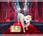 Small #4 American Pit Bull Terrier Mix