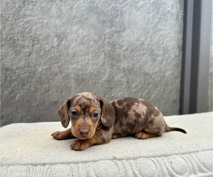 Dachshund Puppy for sale in WEBSTER, FL, USA