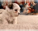 Small Photo #21 Zuchon Puppy For Sale in GALENA, NV, USA
