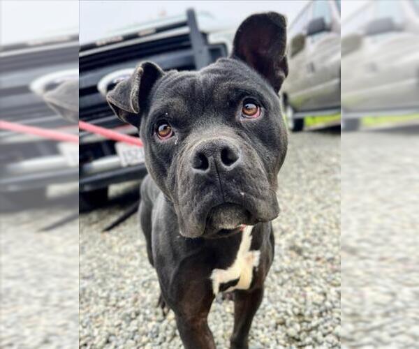 Medium Photo #1 Mutt Puppy For Sale in Woodland, CA, USA