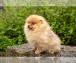Small Photo #3 Pomeranian Puppy For Sale in WOOD DALE, IL, USA