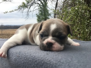 French Bulldog Puppy for sale in STONEWALL, OK, USA