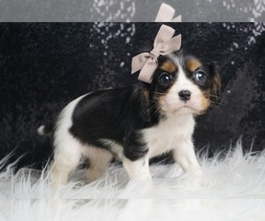 Cavalier King Charles Spaniel Puppy for sale in WARSAW, IN, USA