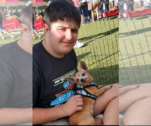Coco - Male Chihuahua Dog for Adoption - Photo #5