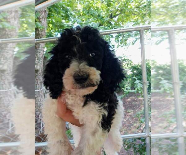 Medium Photo #1 Poodle (Standard) Puppy For Sale in SHERMAN, TX, USA