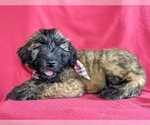 Small Photo #4 Soft Coated Wheaten Terrier Puppy For Sale in LEOLA, PA, USA