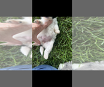Small #2 Pomapoo (Toy)