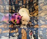 Small Photo #28 German Shepherd Dog Puppy For Sale in CECILIA, KY, USA