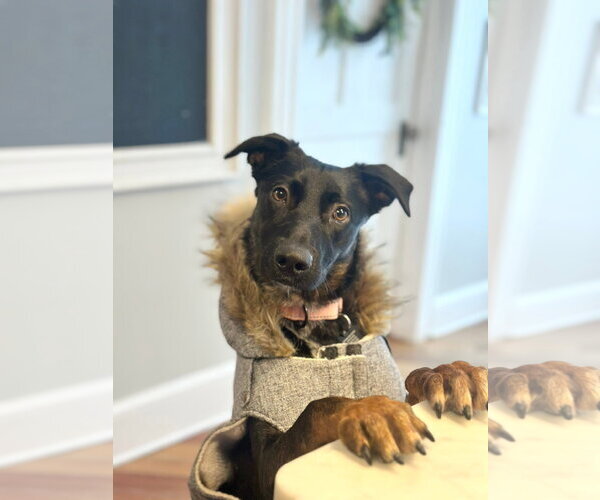 Medium Photo #2 Mutt Puppy For Sale in Rockaway, NJ, USA