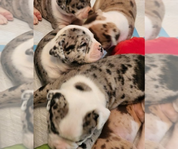 Medium Photo #2 Alapaha Blue Blood Bulldog Puppy For Sale in ROSHARON, TX, USA