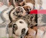 Small Photo #2 Alapaha Blue Blood Bulldog Puppy For Sale in ROSHARON, TX, USA