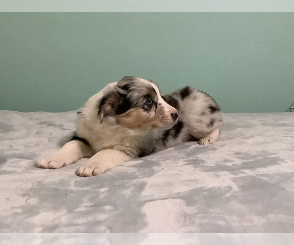 Medium Photo #3 Australian Shepherd Puppy For Sale in HILLSBORO, WI, USA