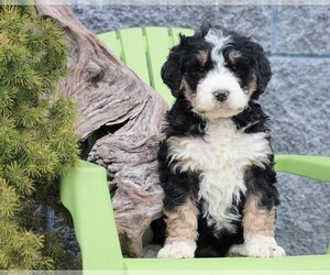 Bernedoodle Puppy for sale in FREDERICKSBG, OH, USA