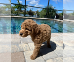 Puppy Luna 5lbs Goldendoodle (Miniature)
