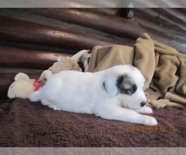 Medium Photo #14 Anatolian Shepherd-Maremma Sheepdog Mix Puppy For Sale in LECANTO, FL, USA