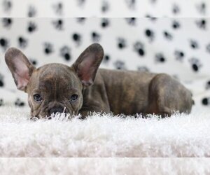 French Bulldog Puppy for sale in DAVIE, FL, USA