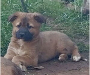 Australian Shepherd-Unknown Mix Dogs for adoption in Mooresville, NC, USA