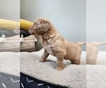 Small Photo #7 Golden Retriever Puppy For Sale in SCANDIA, MN, USA