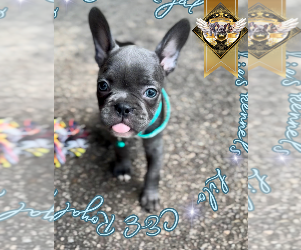 Medium Photo #5 French Bulldog Puppy For Sale in ATHENS, GA, USA