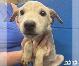 Labrador Retriever-Unknown Mix Dogs for adoption in Washington, DC, USA