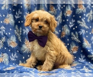 Cavapoo Puppy for sale in LAKELAND, FL, USA