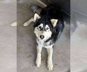 Siberian Husky Dogs for adoption in San Bernardino, CA, USA