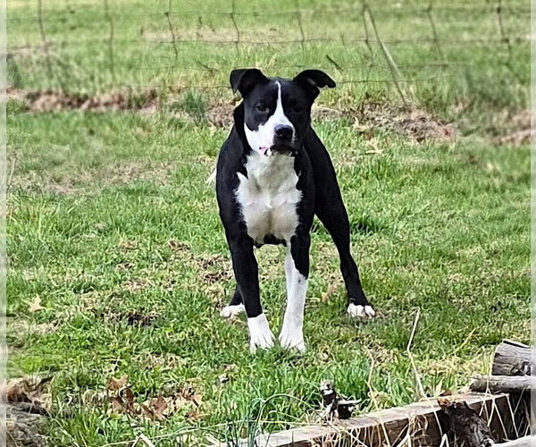 Medium Photo #3 Mutt Puppy For Sale in MECHANICSBURG, PA, USA