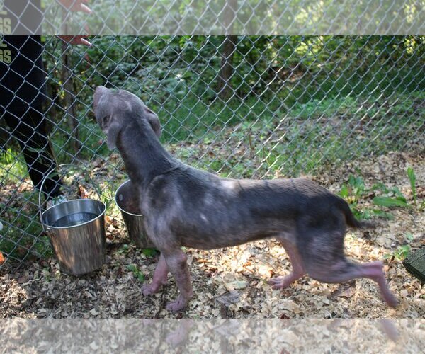 Medium Photo #4 American Pit Bull Terrier-Unknown Mix Puppy For Sale in Frenchburg, KY, USA