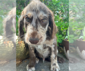 Labradoodle Puppy for sale in PEMBROKE, GA, USA