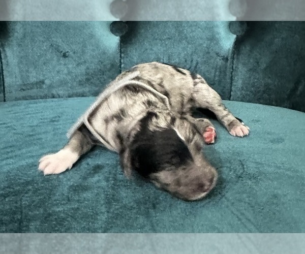 Medium Photo #9 Sheepadoodle Puppy For Sale in BROOKSVILLE, FL, USA