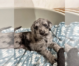 Labradoodle Puppy for sale in MOUNT JULIET, TN, USA