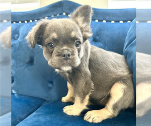 French Bulldog Puppy for sale in TAMPA, FL, USA