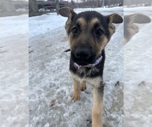 Medium Photo #1 German Shepherd Dog Puppy For Sale in JONESVILLE, MI, USA