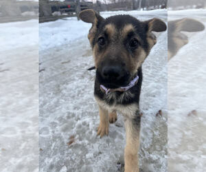 German Shepherd Dog Puppy for sale in JONESVILLE, MI, USA