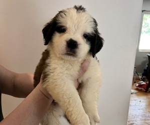 Saint Bernard Puppy for sale in SIOUX CITY, IA, USA