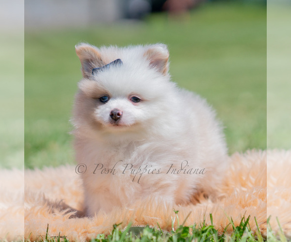 Medium Photo #47 Pomeranian Puppy For Sale in WARSAW, IN, USA
